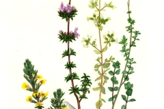 Plant-Illustration-of-Thyme-leaved-savory