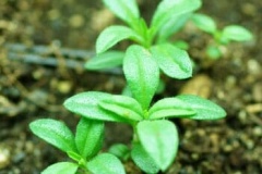 Saplings-of-Thyme-leaved-savory