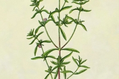Sketch-of-Thyme-leaved-savory
