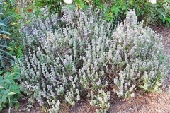 Thyme-leaved-savory-plant-growing-wild