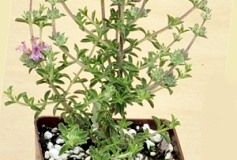 Thyme-leaved-savory-plant-grown-on-pot