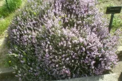 Thyme-leaved-savory-plant