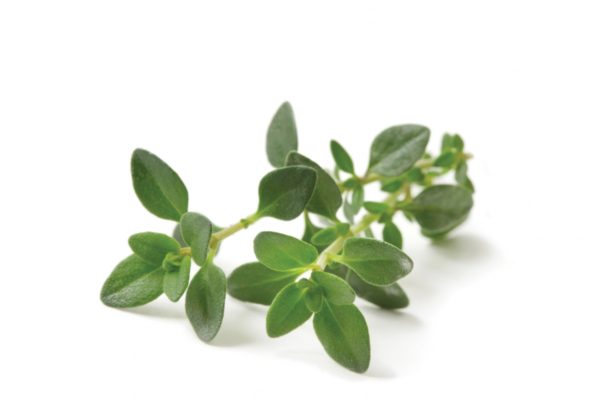Thyme nutrition facts and health benefits HB times