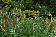 Flowering-buds-of-Tiger-Lily