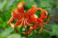 Flowers-of-Tiger-Lily