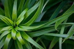 Leaves-of-Tiger-Lily
