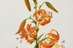 Plant-Illustration-of-Tiger-Lily