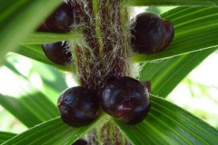 Seeds-of-Tiger-Lily