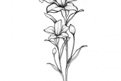 Sketch-of-Tiger-Lily