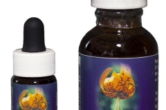 Tiger-Lily-FLower-essence