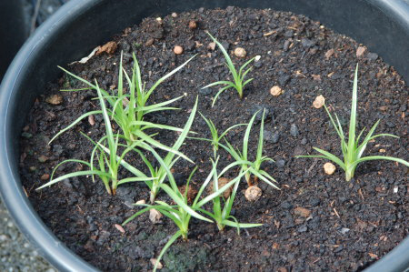 Tigernut-seedlings