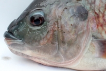 Eye-of-Tilapia-fish