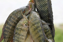 Fresh-Tilapia-fish