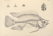 Illustration-of-Tilapia-skeleton