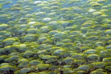 School-of-Tilapia-fish