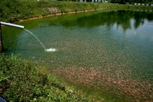 Tilapia-fish-farm