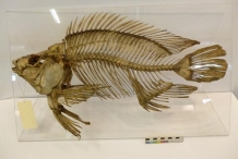 Tilapia-fish-skeleton