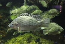 Tilapia-fish