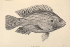 Illustration-of-TIlapia-fish