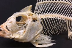 Skull-of-Tilapia-fish