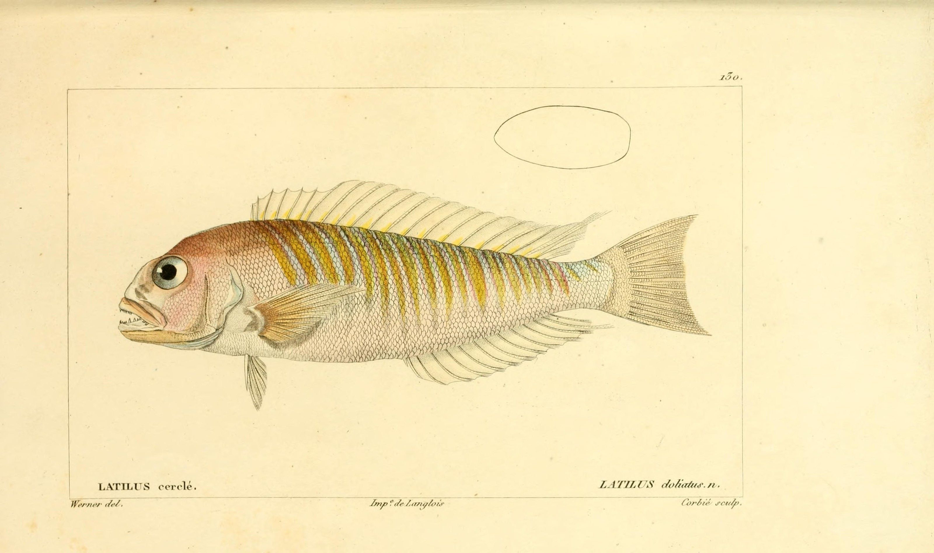 Illustration-of-Tilefish