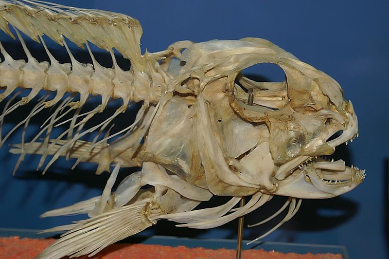 Skull-of-Tilefish