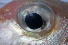Eye-of-Tilefish