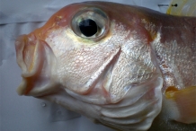 Head-of-TIlefish