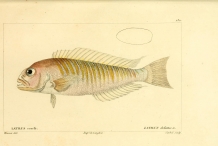 Illustration-of-Tilefish