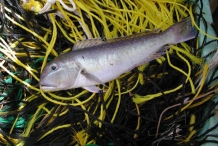 Juvenile-of-Tilefish
