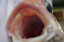 Mouth-of-Tilefish