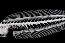 Skeleton-of-Tilefish
