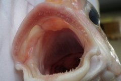 Mouth-of-Tilefish