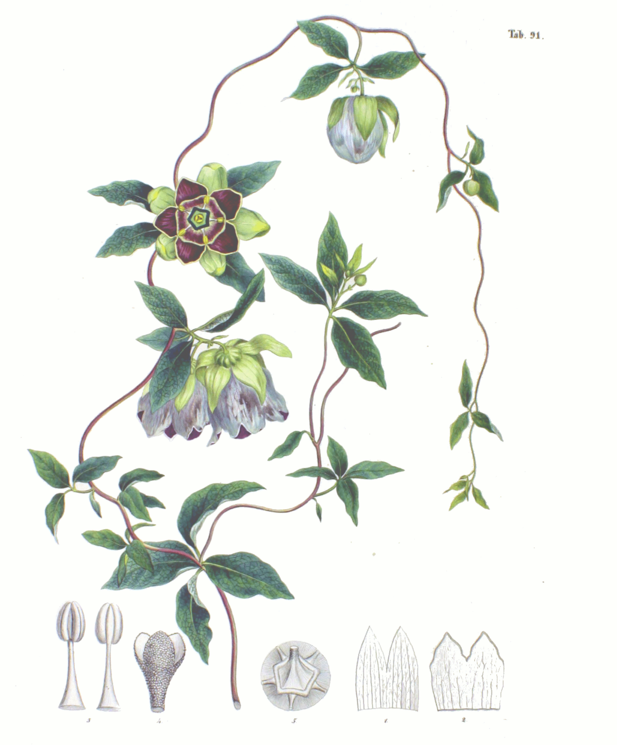 Plant illustration -of-Todok