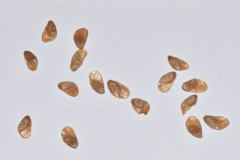 Dried-seeds-of-Todok