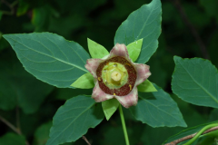 Flower-of-Todok