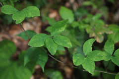 Leaves-of-Todok