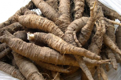 Roots-of-Todok