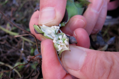 Seeds-of-Todok