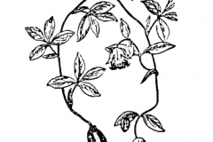 Sketch-of-Todok