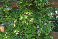 Todok-plant-growing-wild