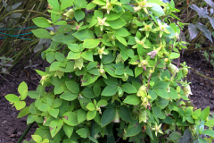 Todok-plant