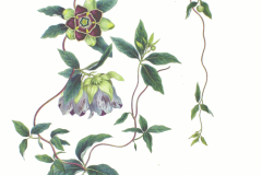 Plant illustration -of-Todok