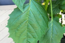 Leaves-of-Tomatillo