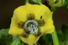 Tomatillo-close-up-flower