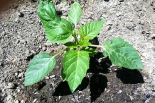 Tomatillo-plant