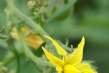 Close-up-flower-of-Tomato