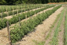 Farm-of-Tomato