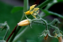 Flower-bud-of-Tomato