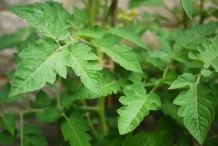 Leaves-of-Tomato
